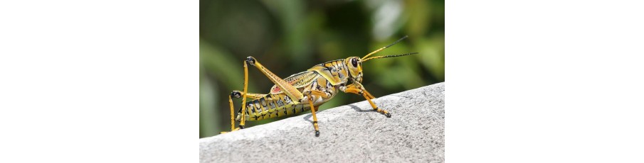 Alimento vivo para reptiles Alimento vivo para reptiles