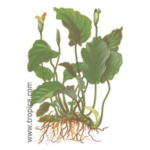 ANUBIA BARTERI VAR. BARTERI. Plantas de acuario Tropica Dinamarca. ANUBIA BARTERI VAR. BARTERI. Plantas de acuario Tropica Dinamarca.