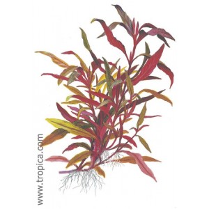 ALTERNANTHERA REINICKII. Plantas de acuario Tropica Dinamarca. ALTERNANTHERA REINICKII. Plantas de acuario Tropica Dinamarca.