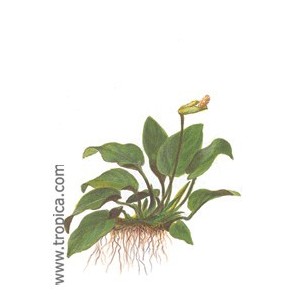 ANUBIA BARTERI VAR. NANA. Plantas de acuario Tropica Dinamarca. ANUBIA BARTERI VAR. NANA. Plantas de acuario Tropica Dinamarca.