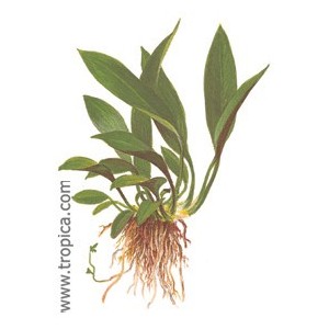 ANUBIA BAR.ANGUSTIFOLIA. Plantas de acuario Tropica Dinamarca. ANUBIA BAR.ANGUSTIFOLIA. Plantas de acuario Tropica Dinamarca.