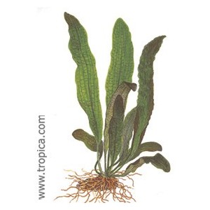 APONOGETON BOIVIANS. Plantas de acuario Tropica Dinamarca. APONOGETON BOIVIANS. Plantas de acuario Tropica Dinamarca.