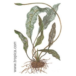 APONOGETON MADAGASCARIENSIS. Plantas de acuario Tropica Dinamarca. APONOGETON MADAGASCARIENSIS. Plantas de acuario Tropica Dinamarca.