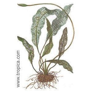 APONOGETON MADAGASCARIENSIS. Plantas de acuario Tropica Dinamarca.