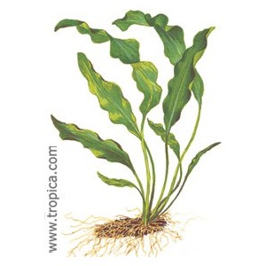 APONOGETON ULVACEUS. Plantas de acuario Tropica Dinamarca. APONOGETON ULVACEUS. Plantas de acuario Tropica Dinamarca.