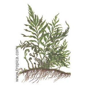 BOLBITIS HEUDELOTII. Plantas de acuario Tropica Dinamarca. BOLBITIS HEUDELOTII. Plantas de acuario Tropica Dinamarca.