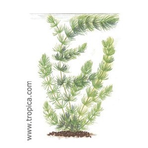 CERATOPHYLLUM DEMERSUM. Planta de acuario Tropica Dinamarca. CERATOPHYLLUM DEMERSUM. Planta de acuario Tropica Dinamarca.