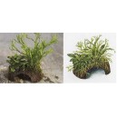 COCOCAVE con anubias, microsorum y vesicularia. Plantas de acuario Tropica Dinamarca.