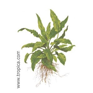 CRYPTOCORINE WENDTII GREEN. Plantas de acuario Tropica Dinamarca. CRYPTOCORINE WENDTII GREEN. Plantas de acuario Tropica Dinamarca.