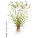 CYPERUS HELFERI. Planta de acuario Tropica Dinamarca.