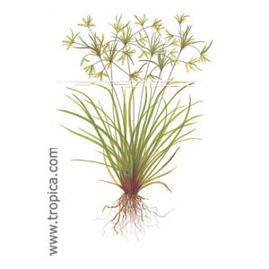 CYPERUS HELFERI. Planta de acuario Tropica Dinamarca.