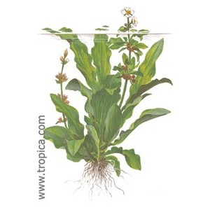 ECHINODORUS MARTII. Plantas de acuario Tropica Dinamarca. ECHINODORUS MARTII. Plantas de acuario Tropica Dinamarca.