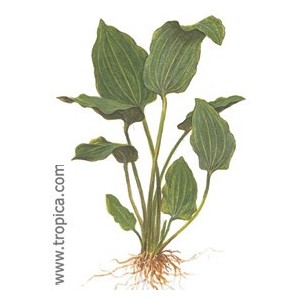 ECHINODORUS PALEOFOLIUS. Plantas de acuario Tropica Dinamarca. ECHINODORUS PALEOFOLIUS. Plantas de acuario Tropica Dinamarca.