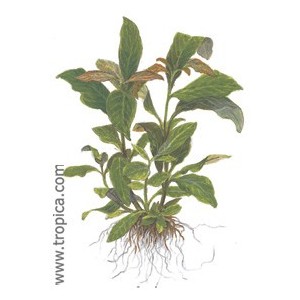 HYDROPHILA CORYMBOSA SIAMENSIS. Plantas de acuario Tropica Dinamarca. HYDROPHILA CORYMBOSA SIAMENSIS. Plantas de acuario Tropica Dinamarca.