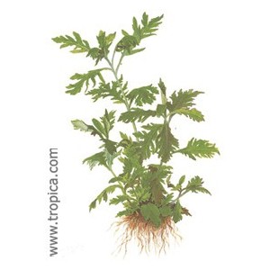 HYDROPHILA DIFFORMIS. Plantas de acuario Tropica Dinamarca. HYDROPHILA DIFFORMIS. Plantas de acuario Tropica Dinamarca.