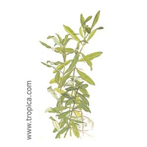 HYDROPHILA POLISPERMA. Plantas de acuario Tropica Dinamarca. HYDROPHILA POLISPERMA. Plantas de acuario Tropica Dinamarca.