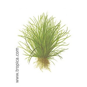 LILAEOPSIS MAURITANIANA. Plantas de acuario Tropica Dinamarca. LILAEOPSIS MAURITANIANA. Plantas de acuario Tropica Dinamarca.