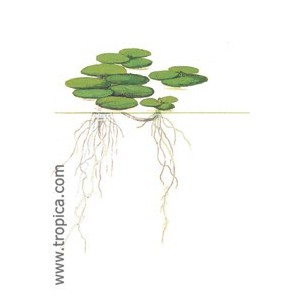 LIMNOBIUM LAEVIGATUM. Planta de acuario Tropica Dinamarca. LIMNOBIUM LAEVIGATUM. Planta de acuario Tropica Dinamarca.