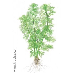 LIMNOPHILA AQUATICA. Plantas de acuario Tropica Dinamarca. LIMNOPHILA AQUATICA. Plantas de acuario Tropica Dinamarca.