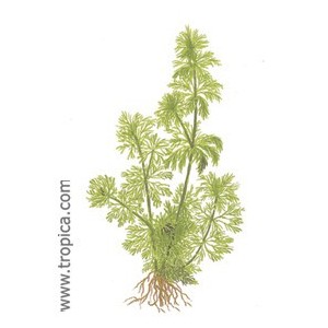LIMNOPHILA SESILIFLORA. Plantas de acuario Tropica Dinamarca. LIMNOPHILA SESILIFLORA. Plantas de acuario Tropica Dinamarca.