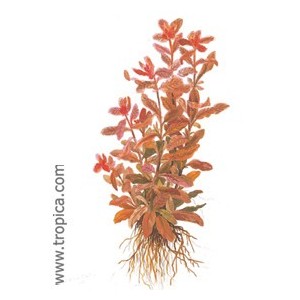 LUDWIGIA INCLINATA. Plantas de acuario Tropica Dinamarca. LUDWIGIA INCLINATA. Plantas de acuario Tropica Dinamarca.