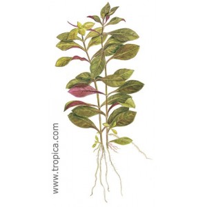 LUDWIGIA REPENS. Plantas de acuario Tropica Dinamarca. LUDWIGIA REPENS. Plantas de acuario Tropica Dinamarca.