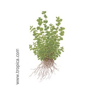 MICRANTHEUM UMBROSUM. Planta de acuario Tropica Dinamarca. MICRANTHEUM UMBROSUM. Planta de acuario Tropica Dinamarca.