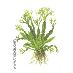 MICROSORUM PTEROPUS WINDELOV. Planta de acuario Tropica Dinamarca. MICROSORUM PTEROPUS WINDELOV. Planta de acuario Tropica Dinamarca.