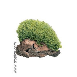 MONOSELENIUM TENERUM(porción). Planta de acuario Tropica Dinamarca. MONOSELENIUM TENERUM(porción). Planta de acuario Tropica Dinamarca.