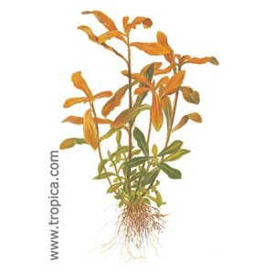 NESEA CRASSICAULIS. Planta de acuario Tropica Dinamarca. NESEA CRASSICAULIS. Planta de acuario Tropica Dinamarca.