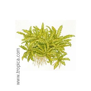 POGOSTEMUN HELFERI. Planta de acuario Tropica Dinamarca. POGOSTEMUN HELFERI. Planta de acuario Tropica Dinamarca.