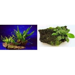 ROCA CON PLANTA ENRAIZADA, ANUBIA, MICROSORUM O PELIA. Planta de acuario Tropica Dinamarca. ROCA CON PLANTA ENRAIZADA, ANUBIA, MICROSORUM O PELIA. Planta de acuario Tropica Dinamarca.