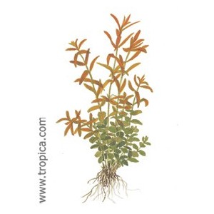 ROTALA ROTUNDIFOLIA. Planta de acuario Tropica Dinamarca. ROTALA ROTUNDIFOLIA. Planta de acuario Tropica Dinamarca.