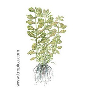 SHINENERSIA RIVULARIS. Planta de acuario Tropica Dinamarca. SHINENERSIA RIVULARIS. Planta de acuario Tropica Dinamarca.