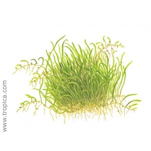 UTRICULARIA GRAMIFOLIA. Planta de acuario Tropica Dinamarca. UTRICULARIA GRAMIFOLIA. Planta de acuario Tropica Dinamarca.