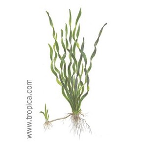 VALLISNERIA A. MINITWISTER. Planta de acuario Tropica Dinamarca.