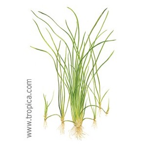 VALLISNERIA NANA. Planta de acuario Tropica Dinamarca. VALLISNERIA NANA. Planta de acuario Tropica Dinamarca.