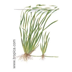 VALLISNERIA SPIRALIS. Planta de acuario Tropica Dinamarca. VALLISNERIA SPIRALIS. Planta de acuario Tropica Dinamarca.