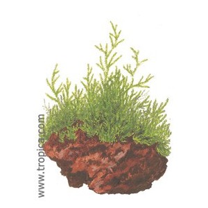 VESICULARIA DUBYANA(porción). Plantas de acuario Tropica Dinamarca. VESICULARIA DUBYANA(porción). Plantas de acuario Tropica Dinamarca.