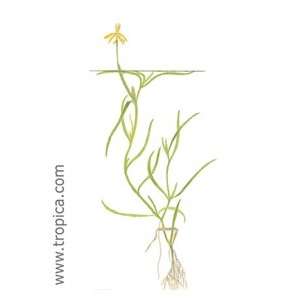 ZOSTERELLA DUBIA. Planta de acuario Tropica Dinamarca. ZOSTERELLA DUBIA. Planta de acuario Tropica Dinamarca.