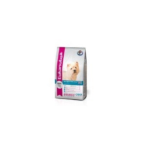 WHEST HIGHLAND TERRIER 2,5 KG. WHEST HIGHLAND TERRIER 2,5 KG.