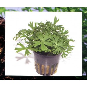 RANUNCULUS INUNDATUS. PLANTAS DE TROPICA DINAMARCA. RANUNCULUS INUNDATUS. PLANTAS DE TROPICA DINAMARCA.
