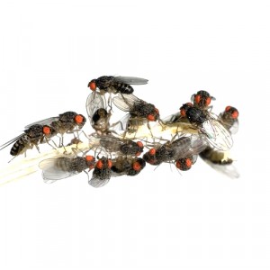 DROSOPHILA DROSOPHILA