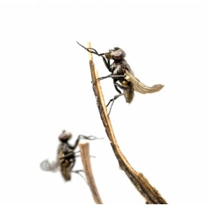 MOSCA DOMÉSTICA MOSCA DOMÉSTICA