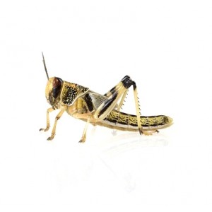 SALTAMONTES