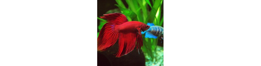 Especial Bettas