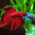 Especial Bettas