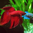 Especial Bettas