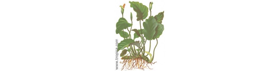 Plantas naturales Plantas naturales